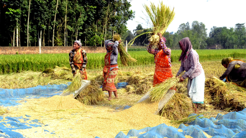 Paddy burnt in fields seeking fair price