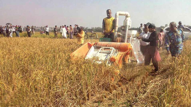 Labour crisis hits paddy harvesting