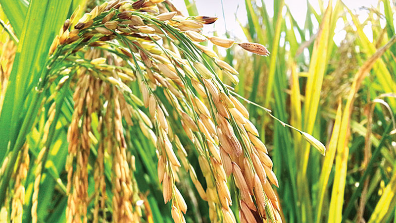 Aman farmers want govt to fix 
procurement price without delay 