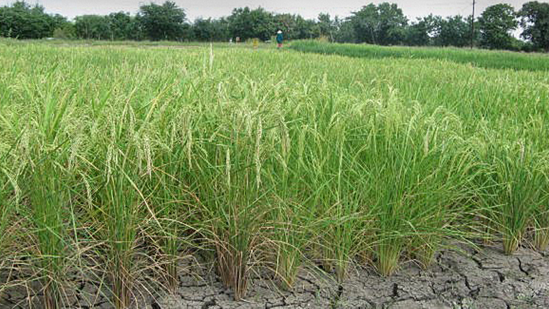 Growing less-water consuming crops  