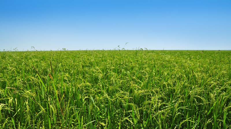 Paddy fields submerged in 40 villages in Patuakhali