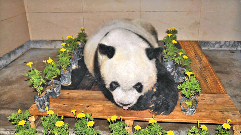 World’s oldest captive panda dies