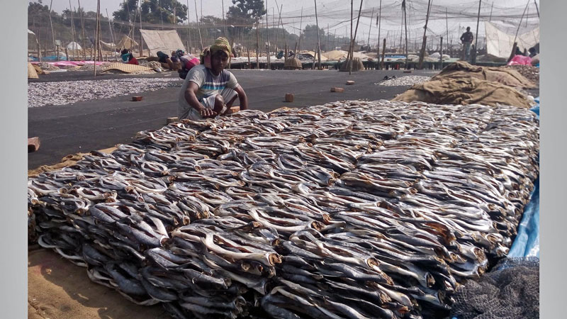 ‘Pangas’ fry farming changing 
fortunes of Jessore farmers  
