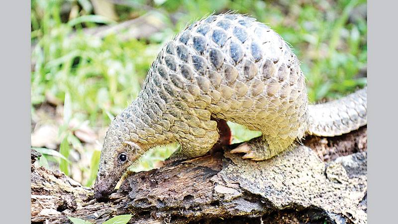 Crisis deepens as whistleblower doctor dies
