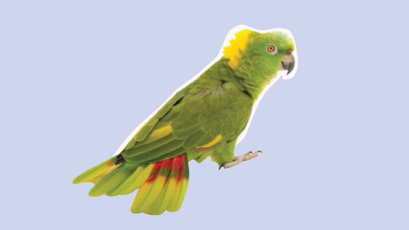 How Parrots Produce Colourful Feathers