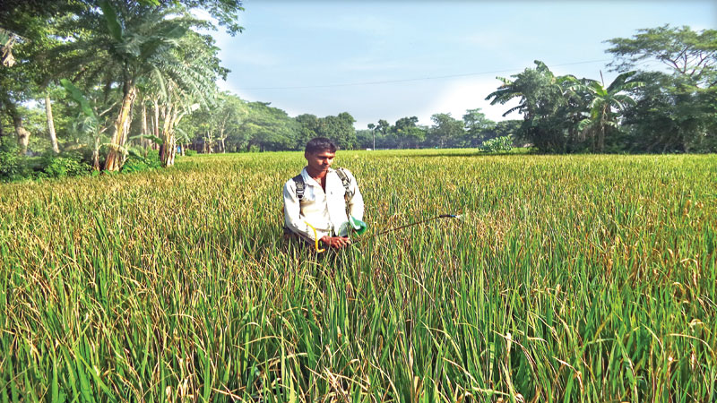 Pest attack worries farmers in Dinajpur