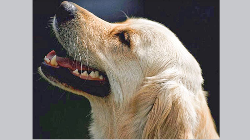 Pet dogs may speed 
brain cancer trials 
