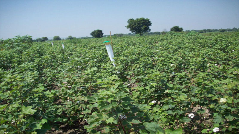 Pheromone trap promotion can ensure chemical-free foods