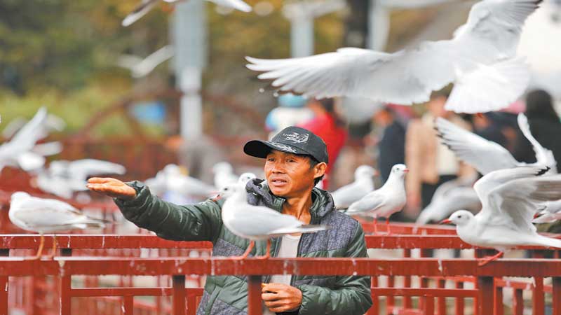 Black-headed gulls’ wonderful encounter with Spring City