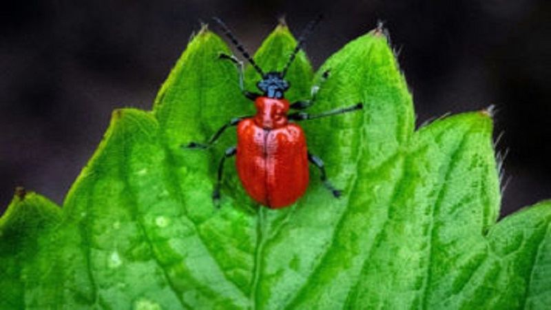 Plants can camouflage odours to avoid being eaten: study