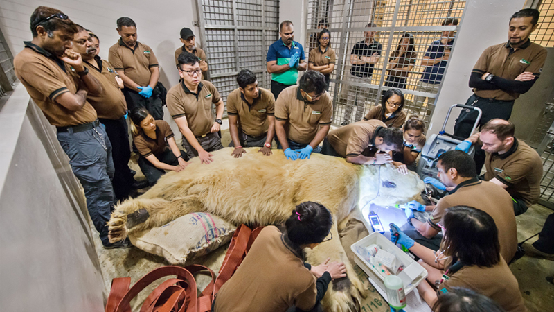 Polar bear born in tropics put down