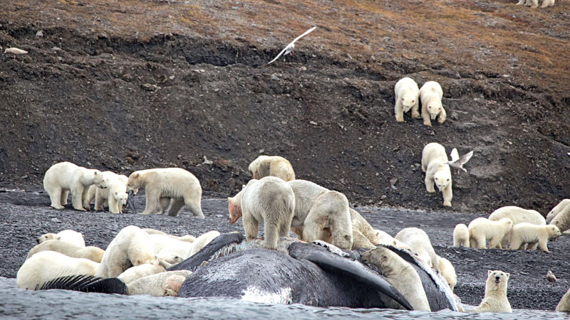 Polar bears crowd on Russian island in sign of Arctic change