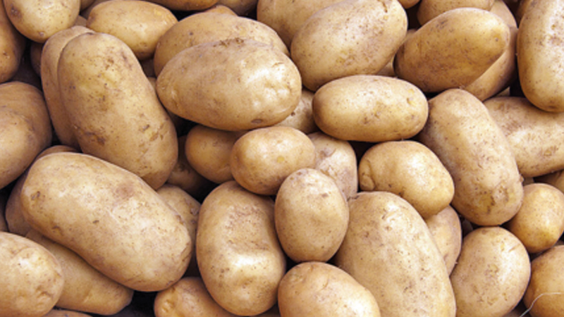 Potato farmers suffer losses