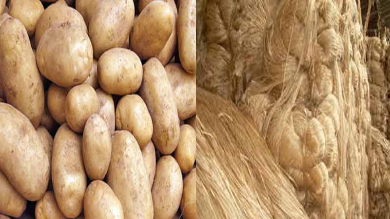 Commercial production of high-yield potato, jute soon