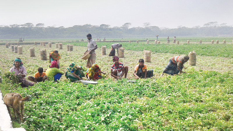 Potato growers feel frustrated as prices plummet in Bhola