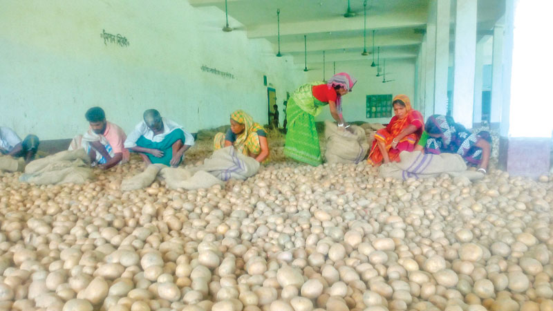 Potato price fall hits farmers