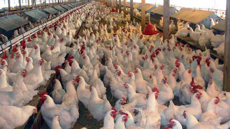 Poultry sector cuts poverty, meets nutrition, say experts