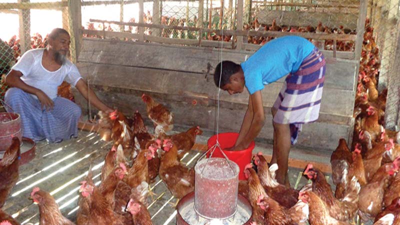 Price hike of poultry feed, medicine hits production