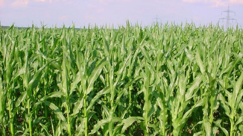 Procure maize to promote farmers, speakers urge govt