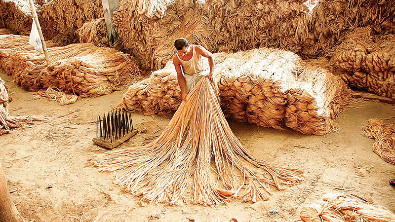 Produce quality jute 
for its comeback 
