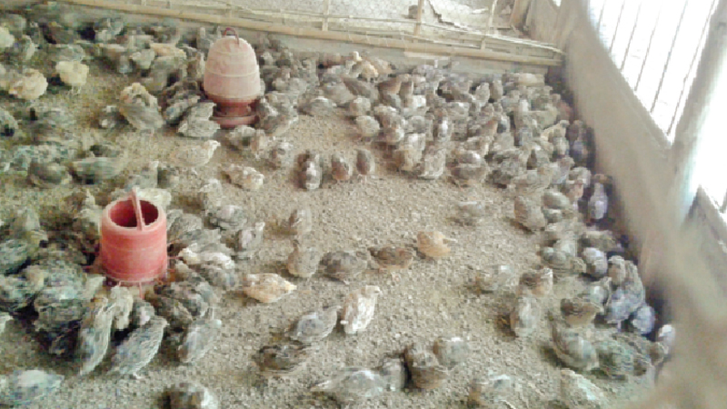 Quail farming gains popularity