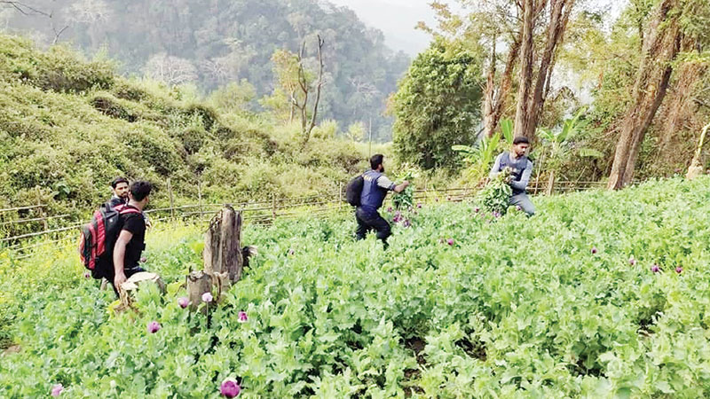 RAB destroys poppy fields in Bandarban