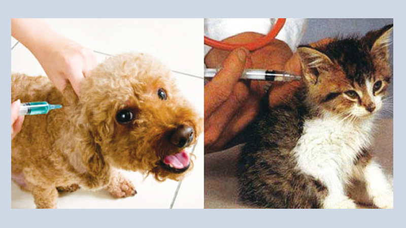 Rabies: Prevention is a must