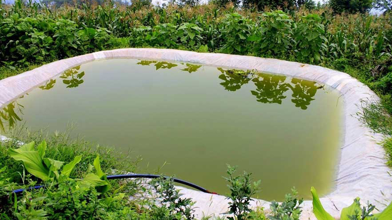 Rainwater dashes watermelon farmers’ dream