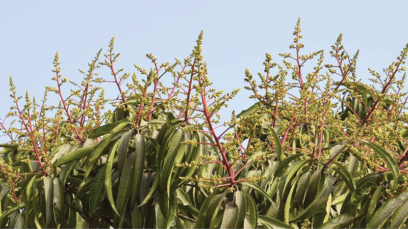 Rajshahi harbours high hopes for bumper mango harvest