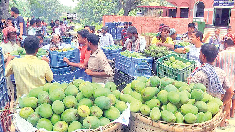 Rajshahi mango goes to European countries
