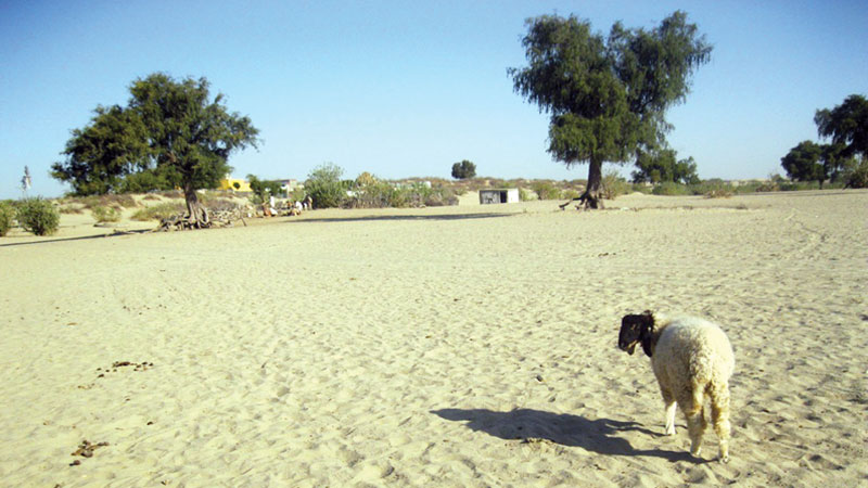 Drought takes toll on Tharparkar 