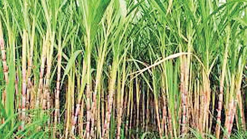 Bumper sugarcane yield expected
in Rangpur sugar mill zones