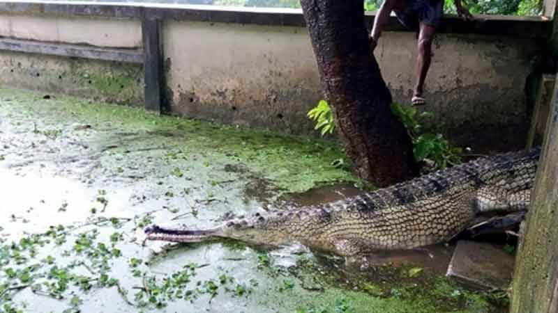 Rare crocodile lays eggs in Rajshahi
