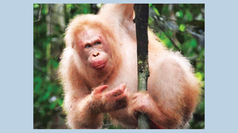 Rare orangutan spotted in Borneo rainforest