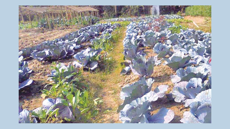 Red cabbage boon for Noakhali farmers