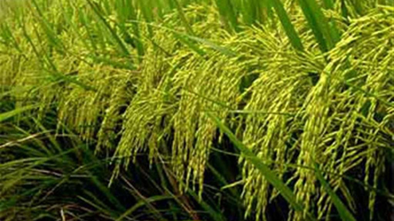 Rice price