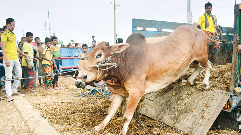 DSCC, DNCC remove 100 percent wastes of sacrificial animals 