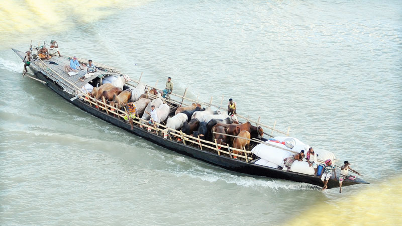 Sacrificial animals begin arriving in cattle markets