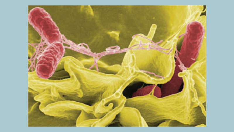 Salmonella related questions and answers