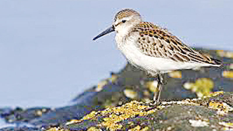 Sandpiper has girl in every nest: Research