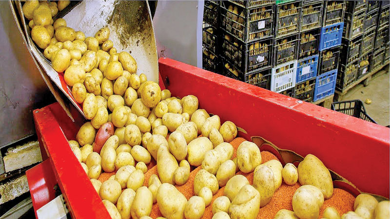 Scope for potato processing industry in Bangladesh