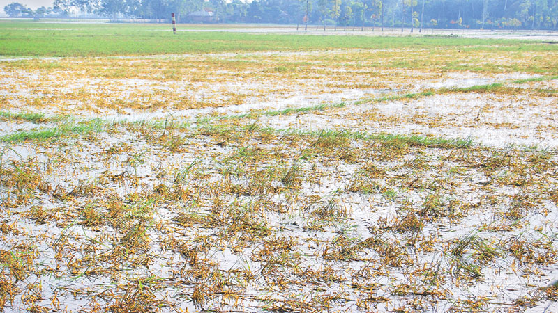 Scores affected in flood in Naogaon district