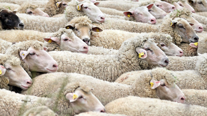 Sheep wool brings success in shawl, blanket production
