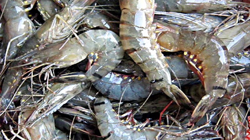 Shrimp farming in Bagerhat braces for huge losses