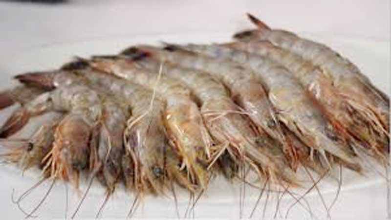 New method to manage traceability in shrimp launched 