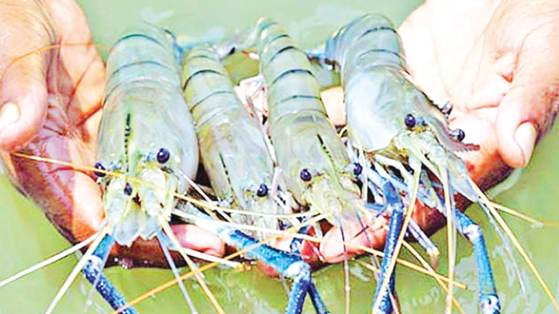 Slump in shrimp exports sparks concerns