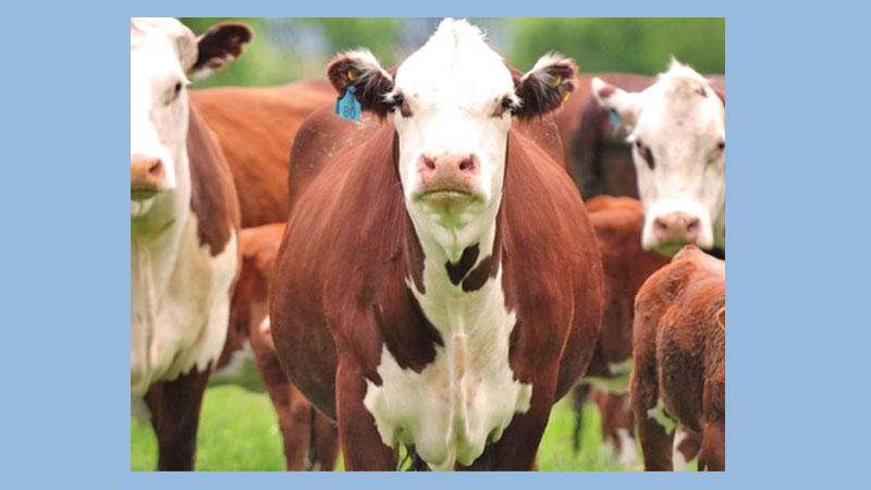 Spectre at the Feast 