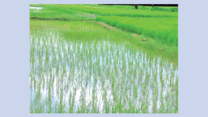 Submerged seedbeds trigger seedling crisis