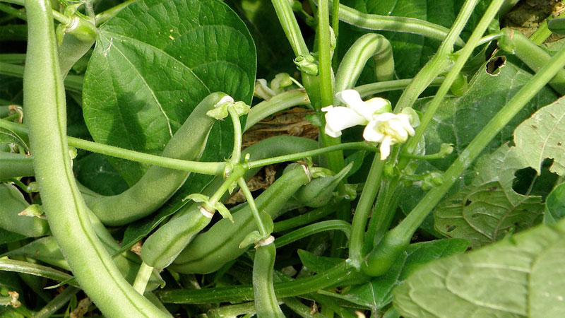 Summer beans farming gains ground 