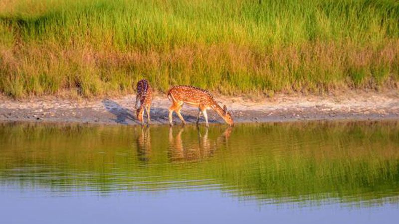 Sundarbans threatened by industrialisation: UN
